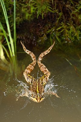 Froschsprung